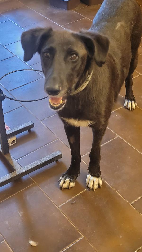 Blacky, Tenerissima Meticcia